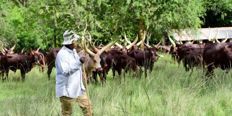 Museveni Vows to Crush Parasites Harassing Wealth Creators and Foreign Investors