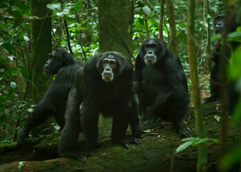 Meet the Power-Hungry Primates Duking it out for Alpha Status in ‘Chimp Empire’
