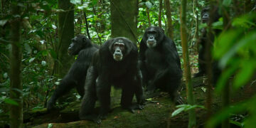 Meet the Power-Hungry Primates Duking it out for Alpha Status in ‘Chimp Empire’