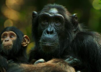 How ‘Chimp Empire’ Filmmakers Got Up Close and Personal with Ngogo Community