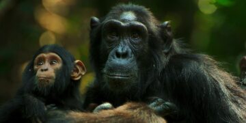 How ‘Chimp Empire’ Filmmakers Got Up Close and Personal with Ngogo Community