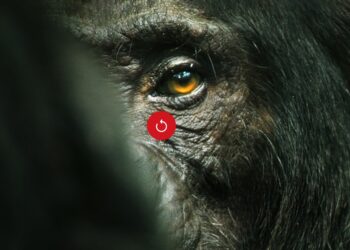 ‘Chimp Empire’ Has All Cutthroat Drama of Succession Politics