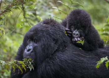 Tourists Tasked to Protect & Conserve Gorillas in ‘The Gorilla Friendly Pledge’ Campaign 