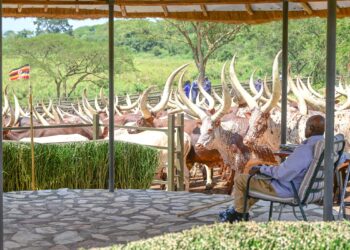 Museveni Congratulates UPC’s Apio, Demands Action Against Vote Thieves in Oyam By-election