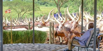 Museveni Congratulates UPC’s Apio, Demands Action Against Vote Thieves in Oyam By-election