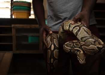 Experts Warn Against Domesticating Snakes for ‘Exotic Pet’ Trade