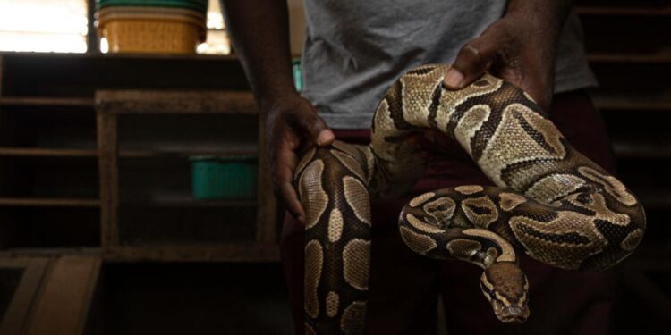 Experts Warn Against Domesticating Snakes for ‘Exotic Pet’ Trade