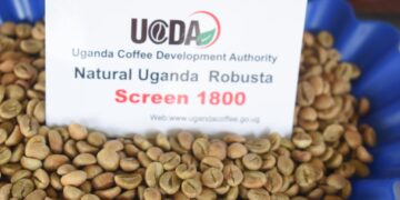 Uganda Records 12.6% Increase in Quantity and 25.8% Boost in Value of Coffee