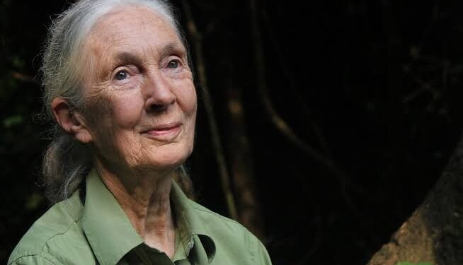 Renowned Conservationist Dr Jane Goodall to Visit Uganda this August