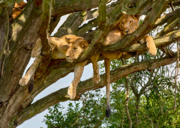 World Lion Day: Uganda Creatives Raise Voices Against International Trade in Big Cats