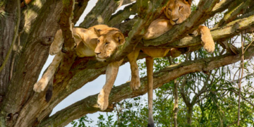 World Lion Day: Uganda Creatives Raise Voices Against International Trade in Big Cats