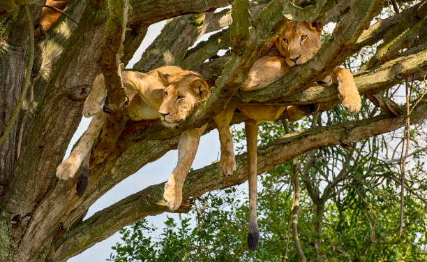 World Lion Day: Uganda Creatives Raise Voices Against International Trade in Big Cats