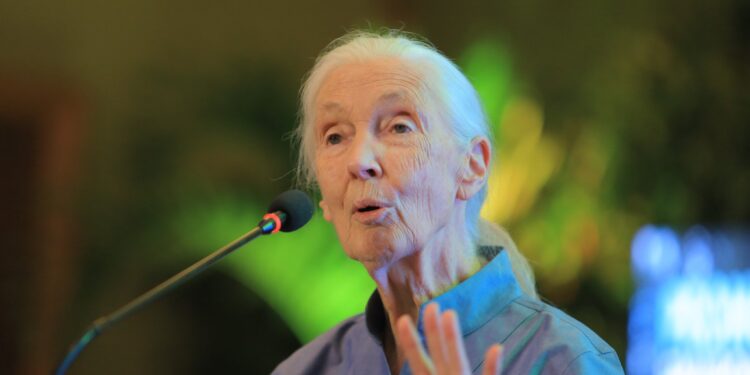 Dr Jane Goodall Urges Ugandan Conservationists to Harmonize Efforts for Chimpanzee Survival