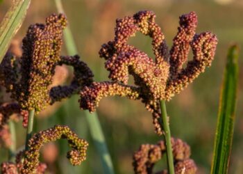 Millet is the Richest Food on Earth, says Museveni