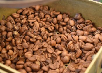 Uganda Records Highest Coffee Exports Ever