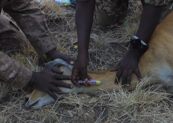 UWA Translocates Kobs and Buffaloes to Ajai Game Reserve Ahead of Reintroduction of Rhinos