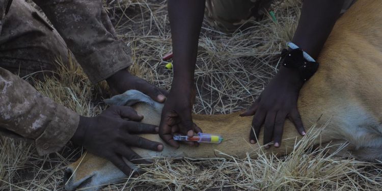UWA Translocates Kobs and Buffaloes to Ajai Game Reserve Ahead of Reintroduction of Rhinos
