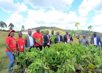Absa Bank Uganda & Bishop Stuart University Partner to Plant Trees