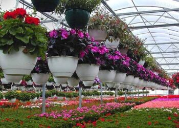 UK Suspends Tariff for Flower Exports from East Africa