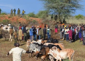 UPDF Return 195 Cattle to Jie Pastoralists