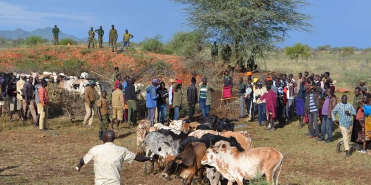 UPDF Return 195 Cattle to Jie Pastoralists