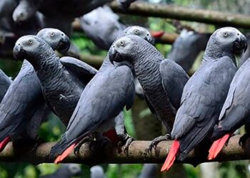 Conservationists Urge Protection of African Grey Parrot to Secure Future for Endangered Birds