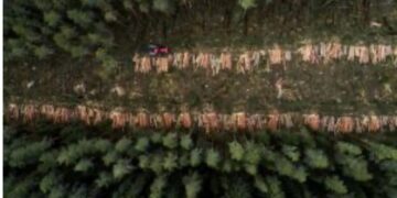 EU Deforestation Law: Council Formally Adopts One-Year Postponement