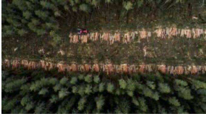 EU Deforestation Law: Council Formally Adopts One-Year Postponement