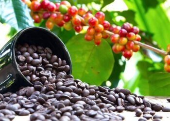 Algeria to Import 20,000 Tonnes of Ugandan Coffee Annually – Minister Cherfa