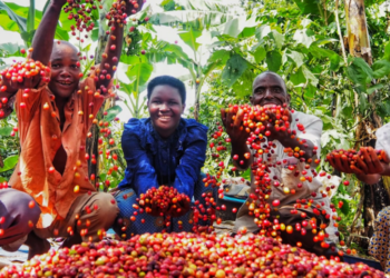 Museveni Attributes Uganda’s Coffee Boom to Strategic Agriculture, Lauds OWC