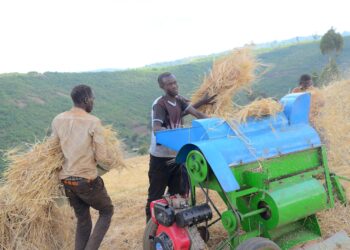 Kween Farmers Praise Uganda Breweries for Transforming Barley Farming