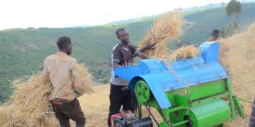 Kween Farmers Praise Uganda Breweries for Transforming Barley Farming
