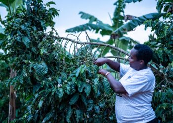 Uganda Breweries Transforms Mitooma Businesswoman’s Life with Shs50M Windfall