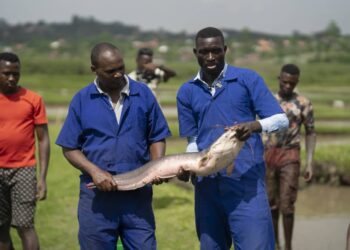 Masheda Foods Revolutionizes Uganda’s Aquaculture Industry with Innovative Catfish Farming & Value Addition