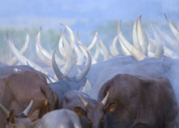 Uganda’s Emerging Agro-Tourism Sector: A New Frontier for Sustainable Travel and Economic Growth