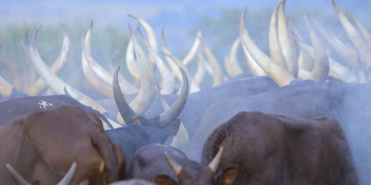 Uganda’s Emerging Agro-Tourism Sector: A New Frontier for Sustainable Travel and Economic Growth