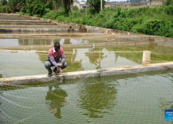Uganda Gears Up for First-Ever National Aquaculture Census