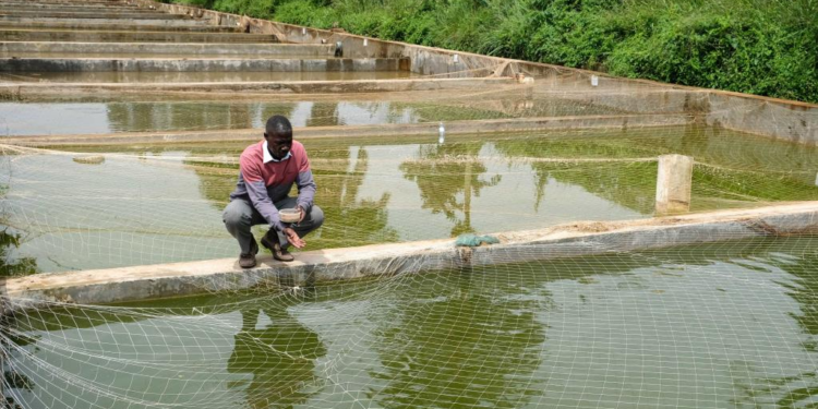 Uganda Gears Up for First-Ever National Aquaculture Census