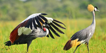 The iconic Uganda Crested Crane