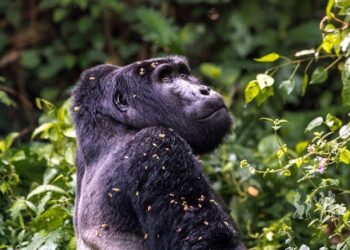 Uganda Among African Nations Redefining Global Tourism Landscape