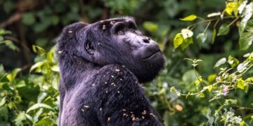 Uganda Among African Nations Redefining Global Tourism Landscape