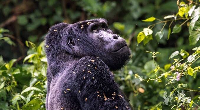 Uganda Among African Nations Redefining Global Tourism Landscape