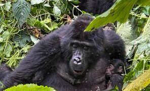 Two Baby Gorillas Born in Bwindi as Entebbe Zoo Welcomes Baby Giraffe