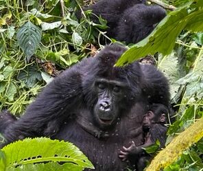 Two Baby Gorillas Born in Bwindi as Entebbe Zoo Welcomes Baby Giraffe