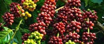 Uganda’s Coffee Exports Surge in April 2025, Earning Over $214m – MAAIF Report