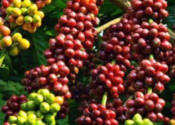 Gov’t Clarifies Drop in Coffee Prices, Urges Farmers to Remain Calm