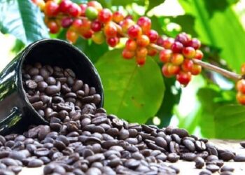 Uganda Claims Top Spot as Africa’s Leading Coffee Exporter