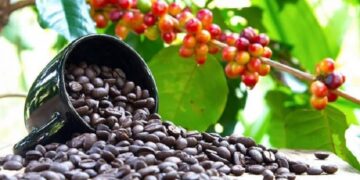 Uganda Claims Top Spot as Africa’s Leading Coffee Exporter