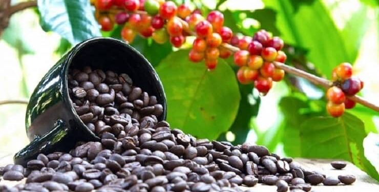 Coffee Prices Bounce Back: A Boost for Uganda’s Exports and Foreign Earnings