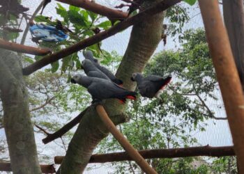 UWA Releases Grey Parrots with World-First GPS Tracking on Ngamba Island